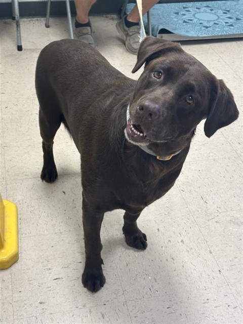 Adoptable Dog