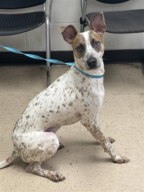 Adoptable Dog