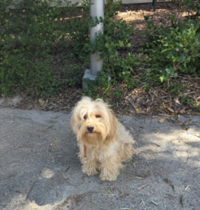 Maggie