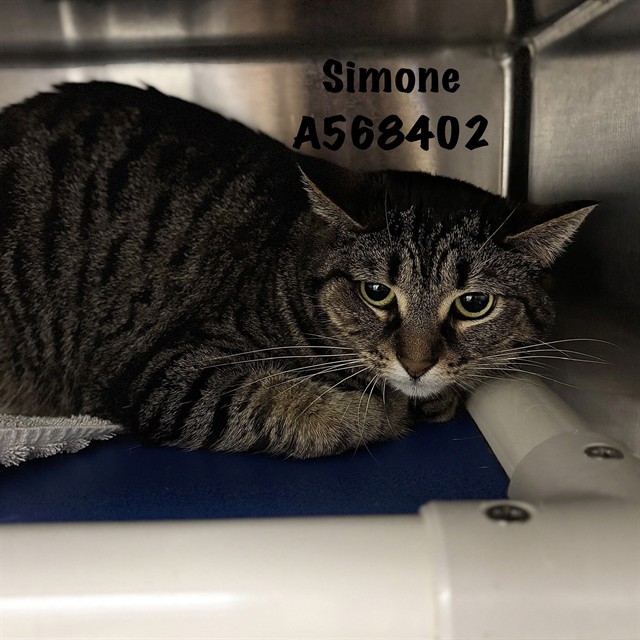 Simone