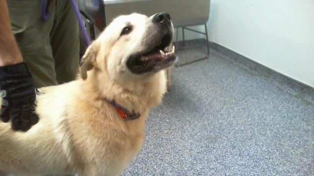 Adoptable Dog