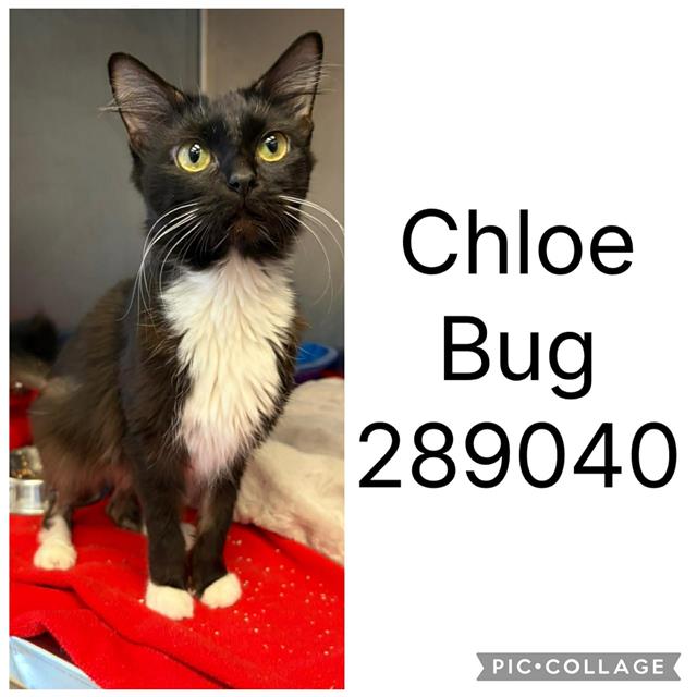Chloe Bug