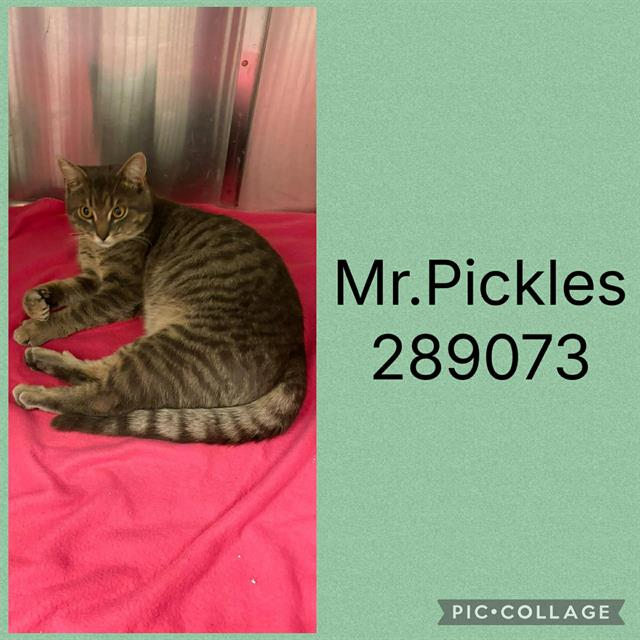 Mr. Pickles