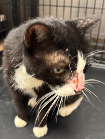 Adoptable Cat