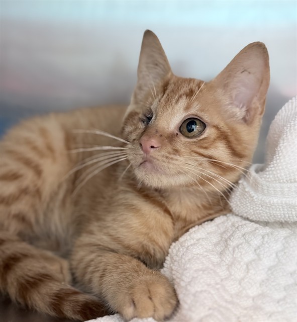 Adoptable Cat