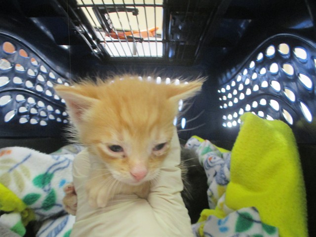 Adoptable Cat