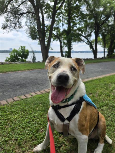 Tonka