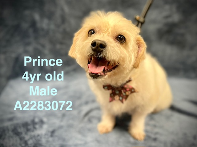 Prince
