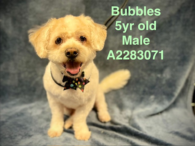 Bubbles