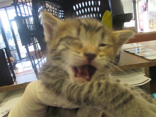 Adoptable Cat