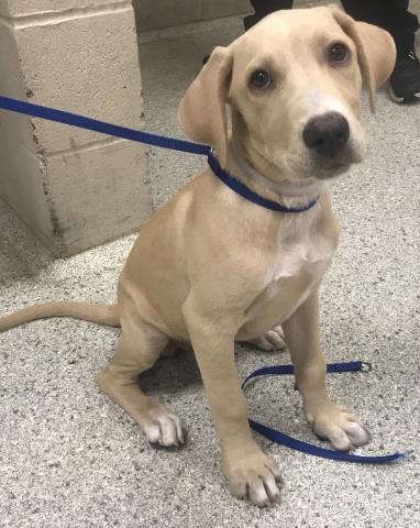Adoptable Dog