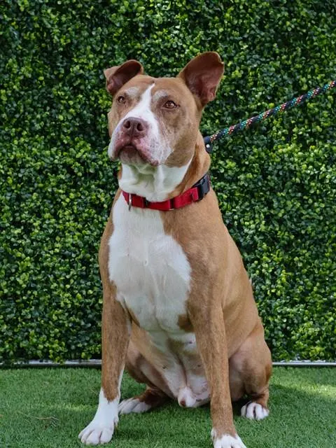 Tyson