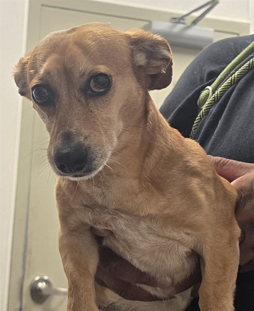 Adoptable Dog