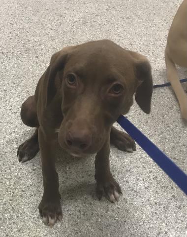 Adoptable Dog