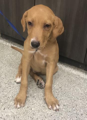 Adoptable Dog