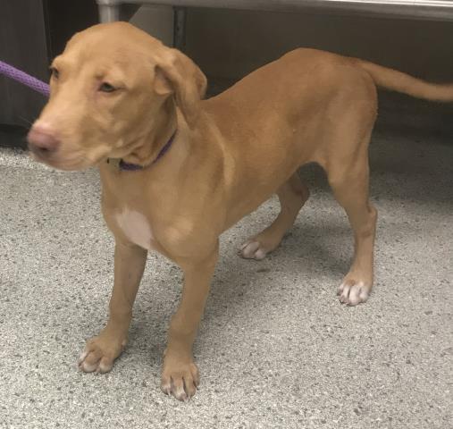 Adoptable Dog