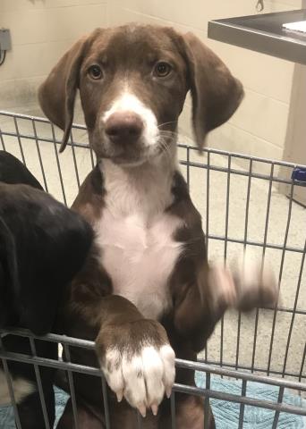 Adoptable Dog