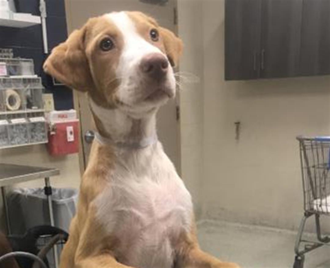 Adoptable Dog