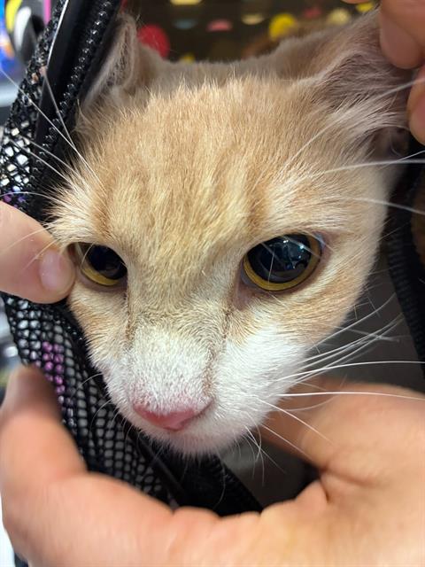 Adoptable Cat