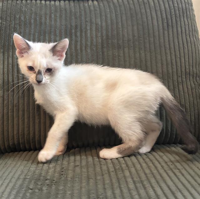 Almond