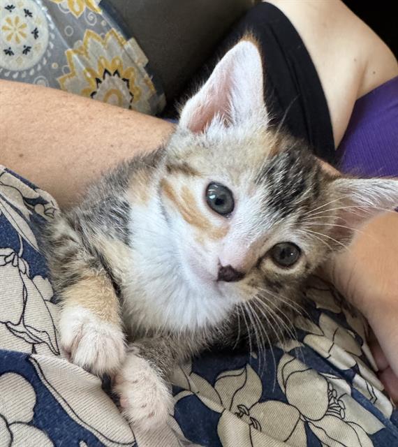 Little Lily