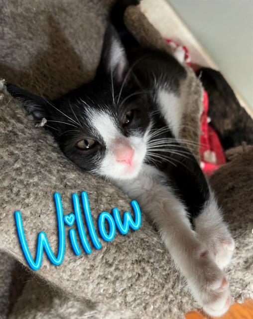 Willow