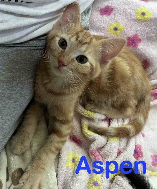 Aspen