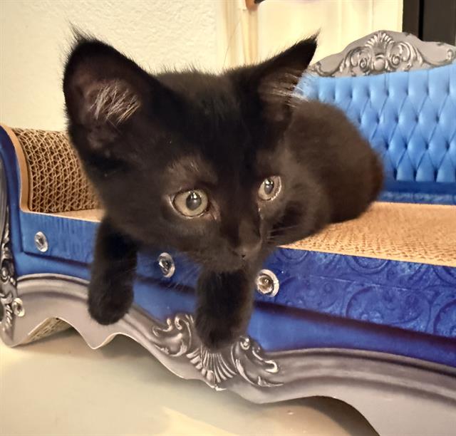 Licorice