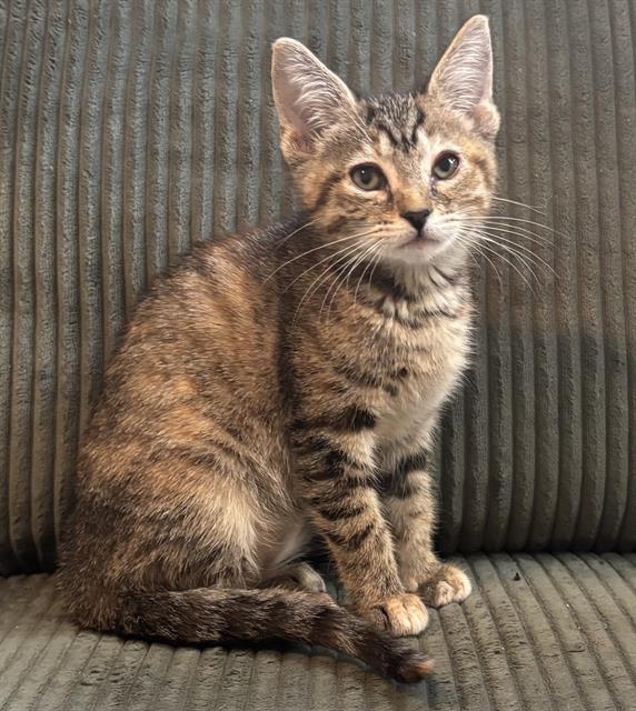 Peanut