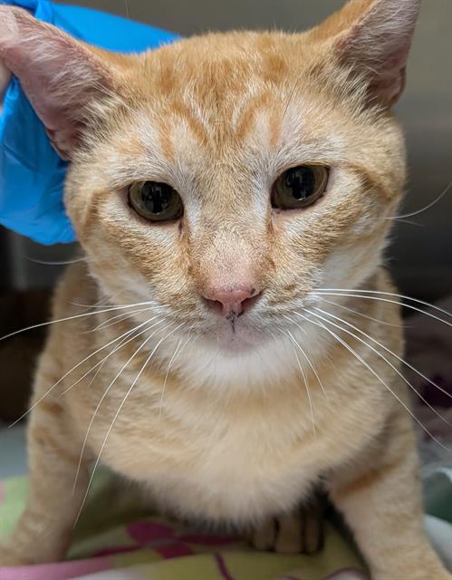 Adoptable Cat