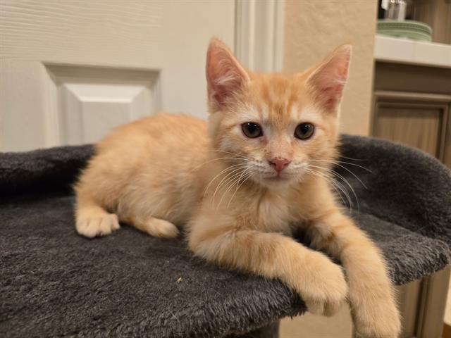 Cyrus