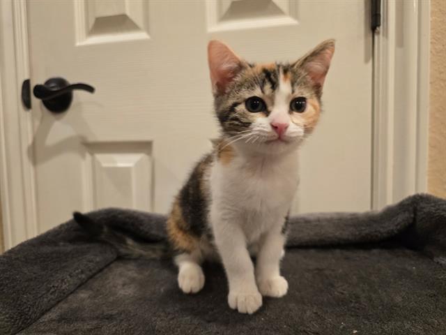 Nova