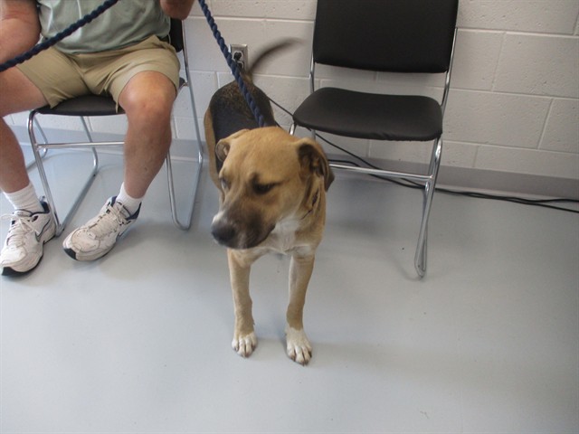 Adoptable Dog