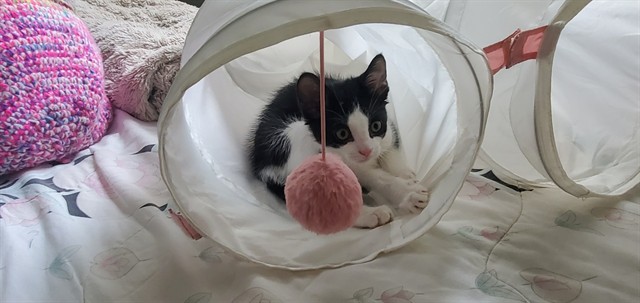 Benson