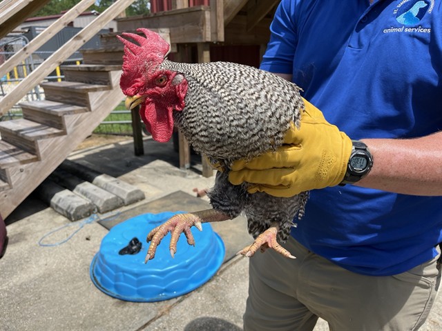 Adoptable Bird