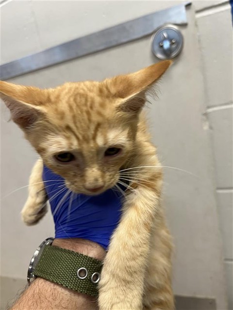 Adoptable Cat