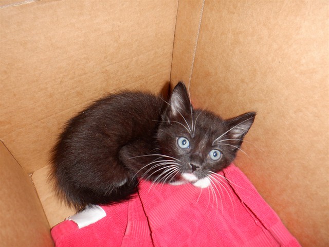 Adoptable Cat