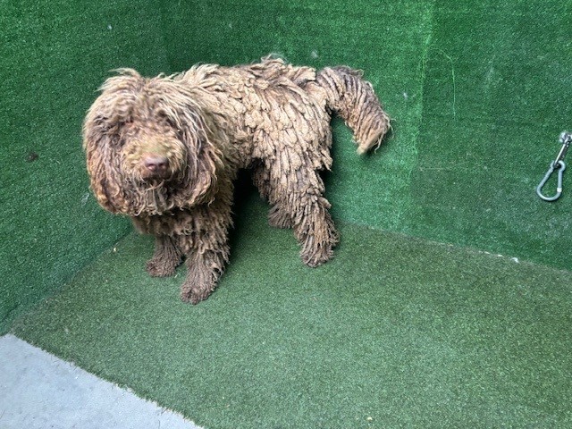 Adoptable Dog