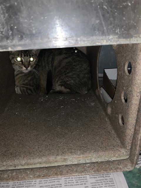 Adoptable Cat