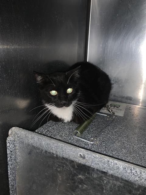 Adoptable Cat