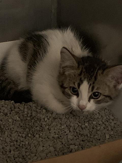 Adoptable Cat