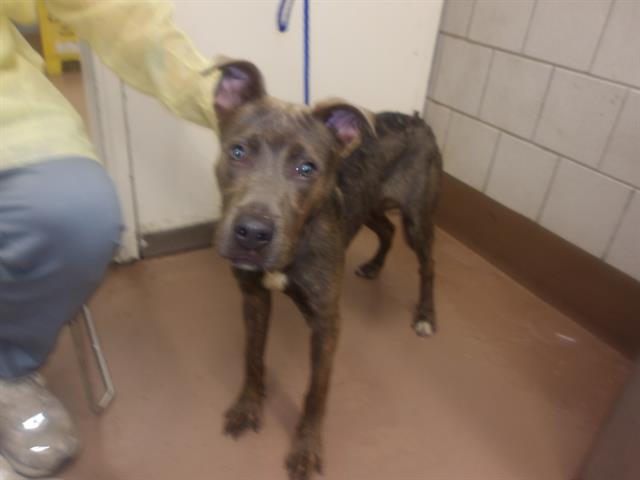 Adoptable Dog
