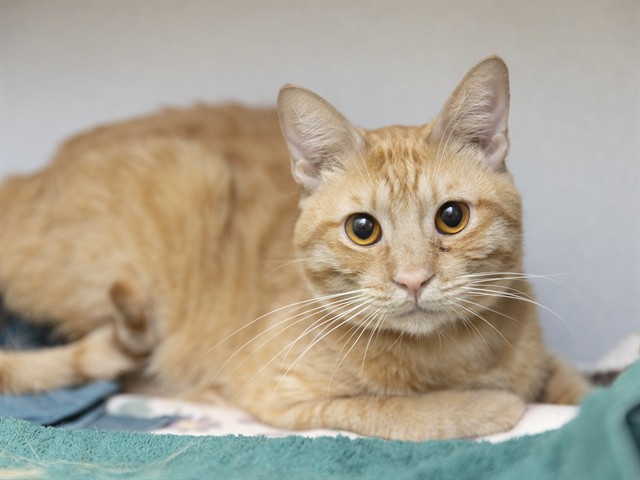 Marvin