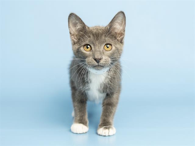 Mittens