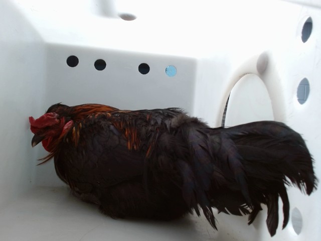 Hei Hei