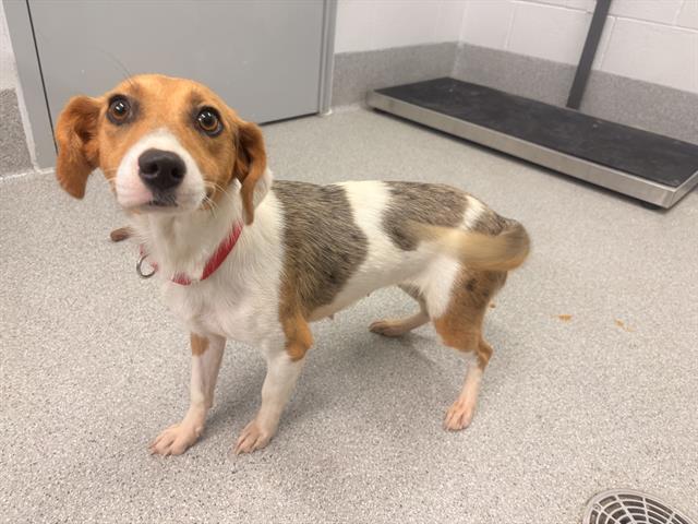 Piper