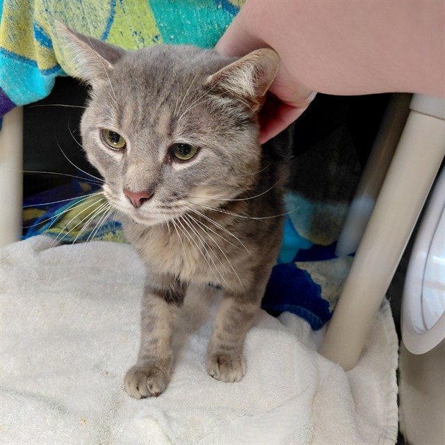 Smokey Bear