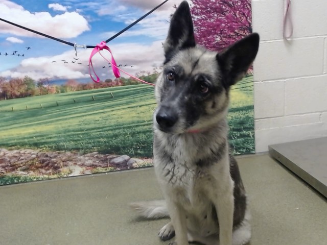 Adoptable Dog