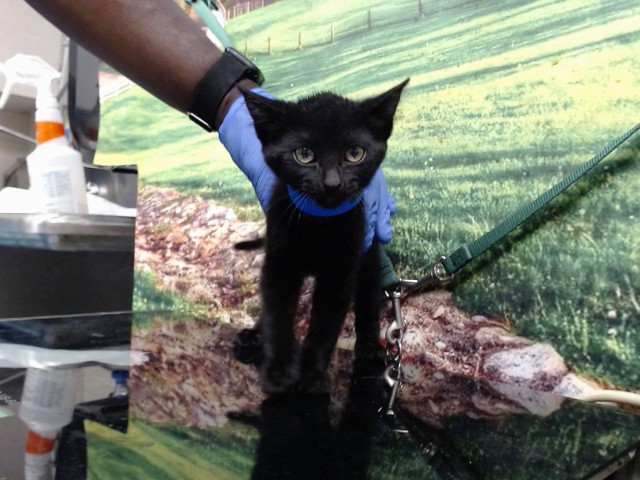Adoptable Cat