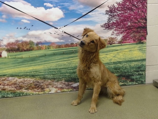 Adoptable Dog